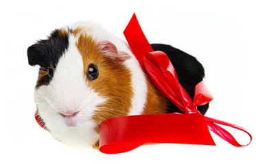pet guinea pig with a red ribbon
