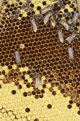 Honeycomb cells close-up with honey