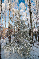 zima © Piotr Szpakowski