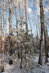 zima © Piotr Szpakowski