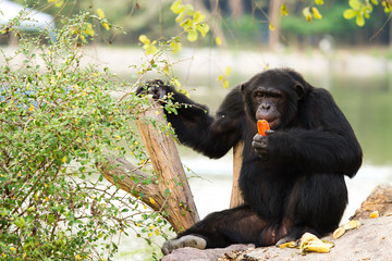Fototapeta premium chimpanzee in nightsafari chiangmai Thailand