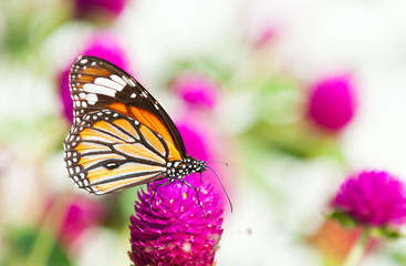 common tiger butterfly close up