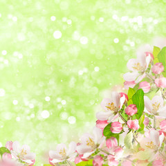 apple blossoms over blurred green background