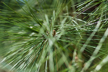 pine tree branches