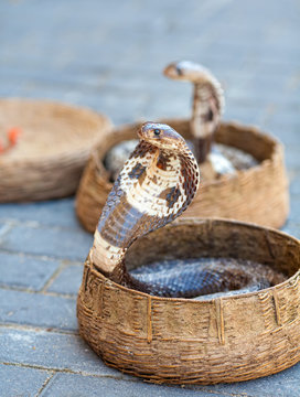 Cobras in baskets