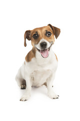 Cute dog looking at the camera with a smile