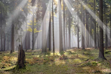 Morning sun beams in the forest © habrda