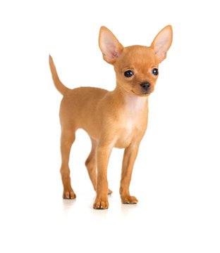 Smiling Dog Russian Toy Terrier