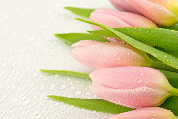 Naklejka premium Mokre tulipany