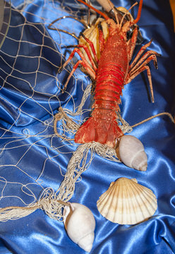 Red Lobster And Sea Shells With Fishing Net D