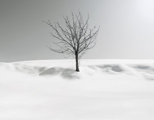 Melancholy tree