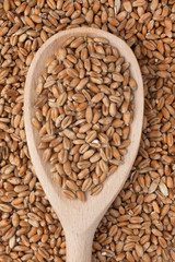Wooden spoon with wheat