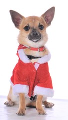chien noel