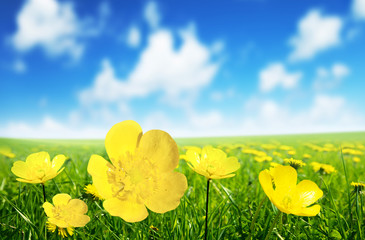 Field of spring flowers