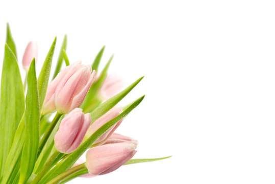 Tulipany
