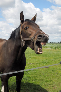 Lachendes Pferd auf der Weide