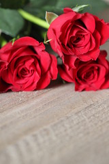 Rote Rosen Makro Hintergrund - Liebe