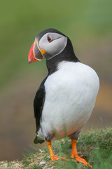 Puffin