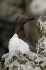 Bridled Guillemot