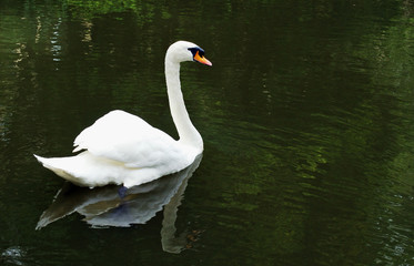 Fototapeta premium Mute swan