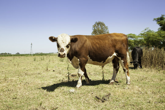 Cows on prairie