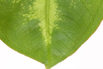 green leaf on a white background. macro