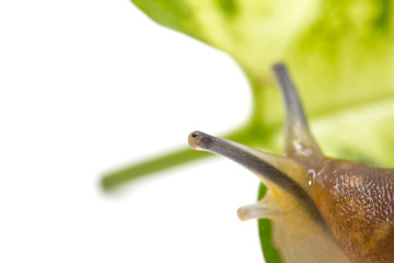 portrait of snails on a white background. macro