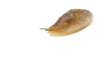 portrait of snails on a white background. macro