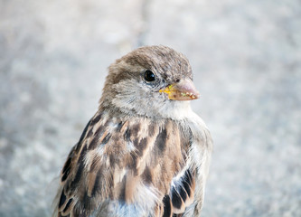house sparrow