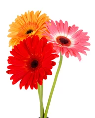 Cercles muraux Gerbera Beautiful Gerber flowers isolated on white