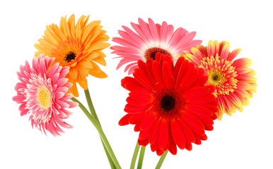 Beautiful Gerber flowers isolated on white