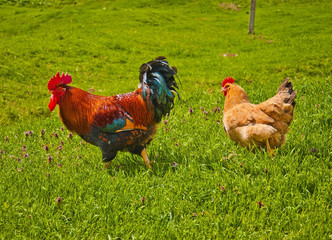 Cock and hen on walk