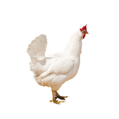 Cock and hen on walk