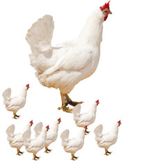 Cock and hen on walk