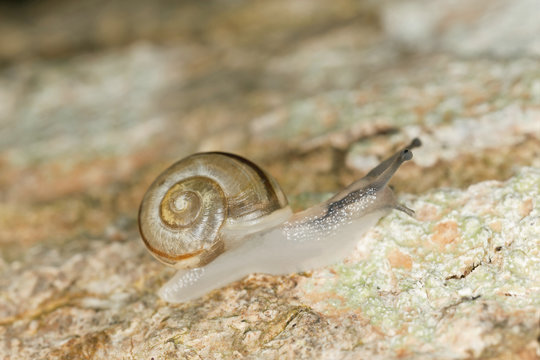 Snail on wood, macro photo