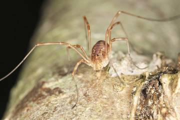 Woodsman on wood, extreme close-up macro photo