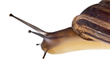 Snail Macro
