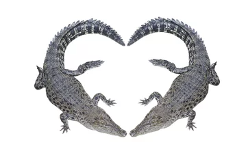 Crédence de cuisine en verre imprimé Crocodile crocodile heart
