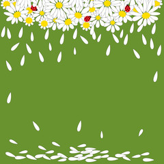Daisies with ladybirds on green background