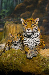 Jaguar Cubs © Krzysztof Wiktor