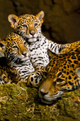 Jaguar Cubs