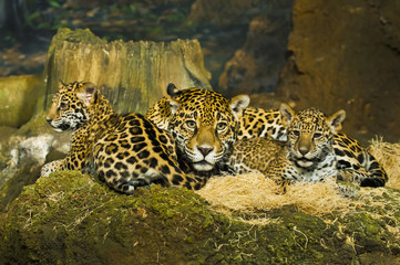 Jaguar Cubs