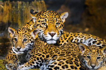 Naklejka na ściany i meble Jaguar Cubs
