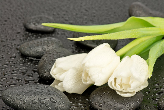 Fototapeta Białe tulipany