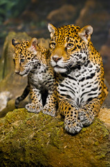Jaguar Cubs © Krzysztof Wiktor