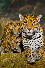 Fototapeta na wymiar Jaguar Cubs