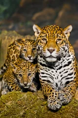 Foto op Plexiglas Jaguar Welpen © Krzysztof Wiktor