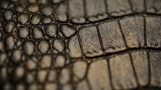 Crocodile skin, macro. Dolly shot