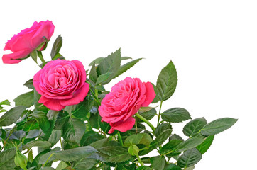 Pink rose flowers