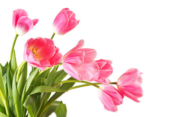 Fototapeta premium close-up pink tulips isolated on white